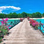 龙珠pom-pom island resort